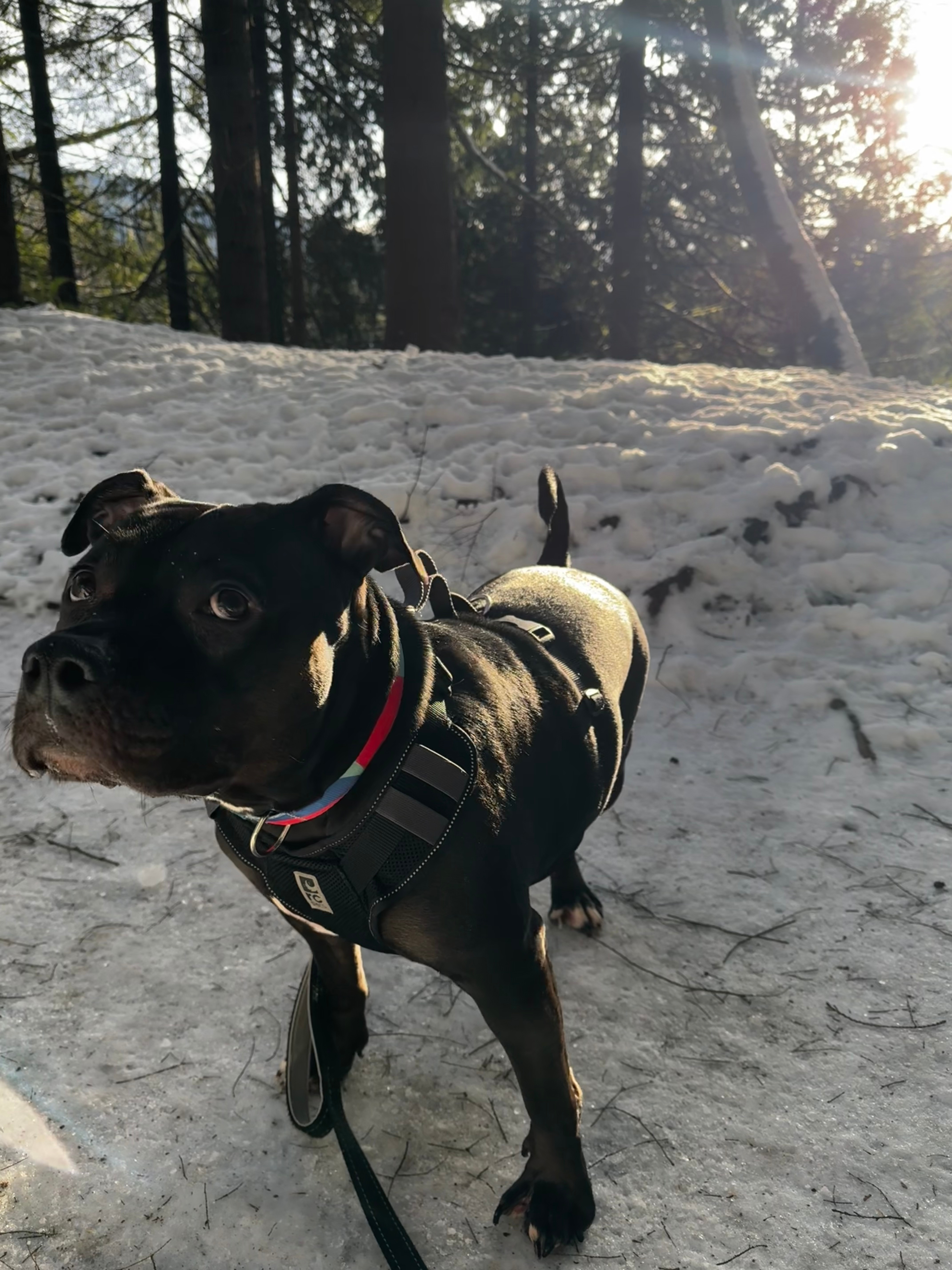 Dog on trail adventure